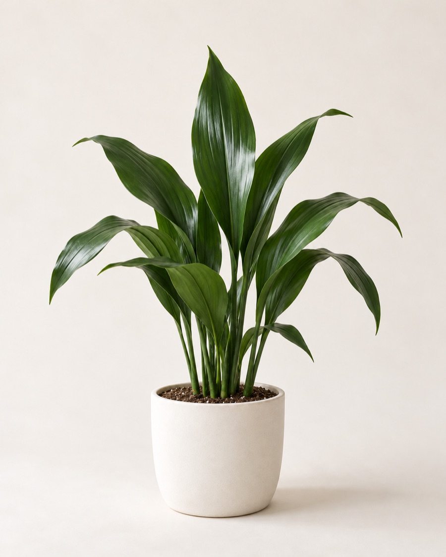 Cast iron plant in a white ceramic pot
