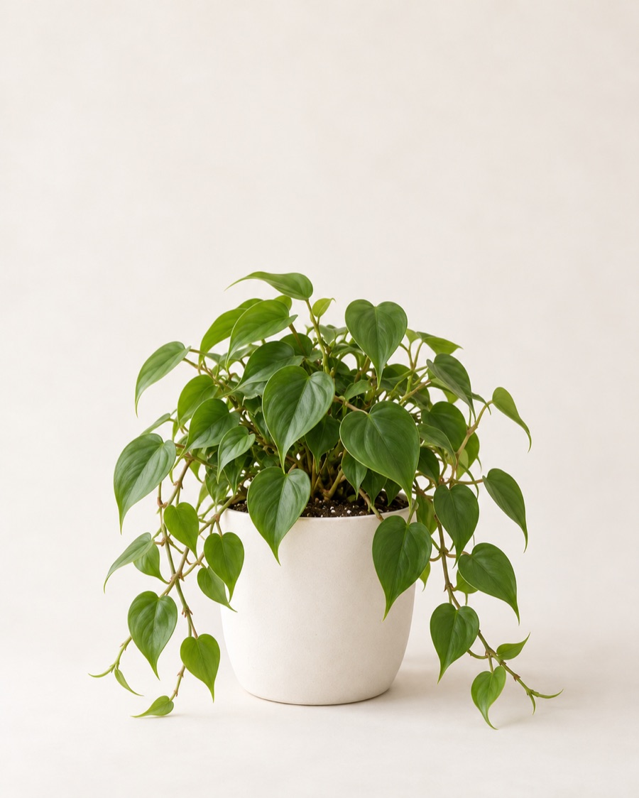 Heartleaf philodendron in a white ceramic pot