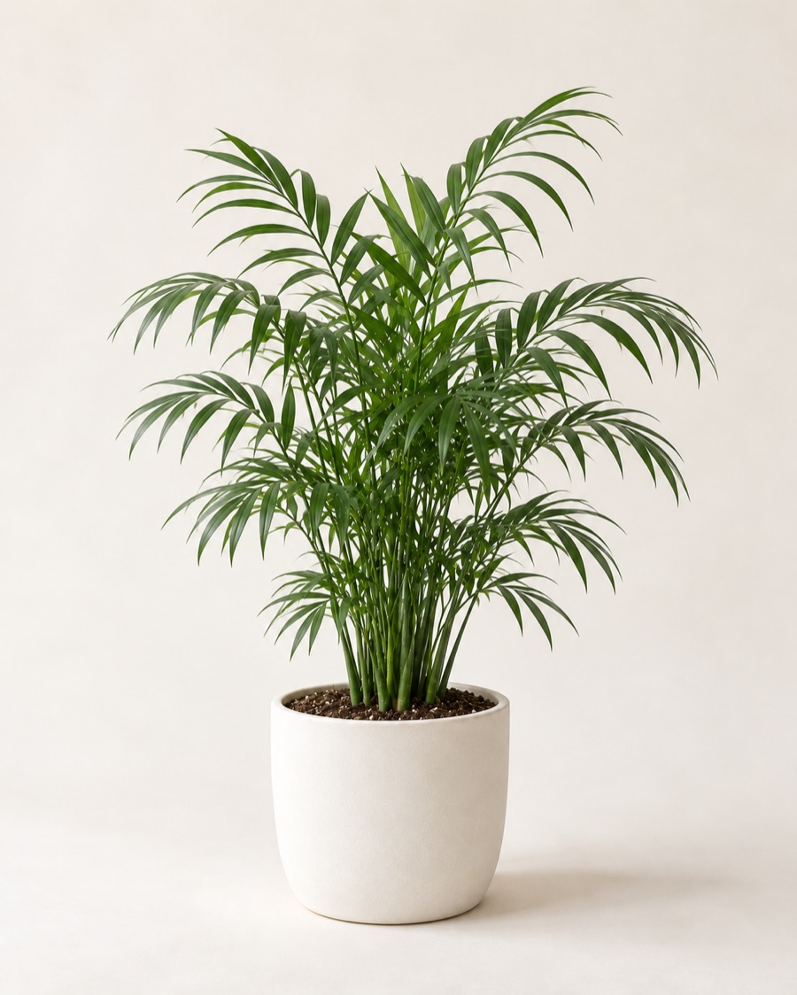 Parlor palm in a white ceramic pot