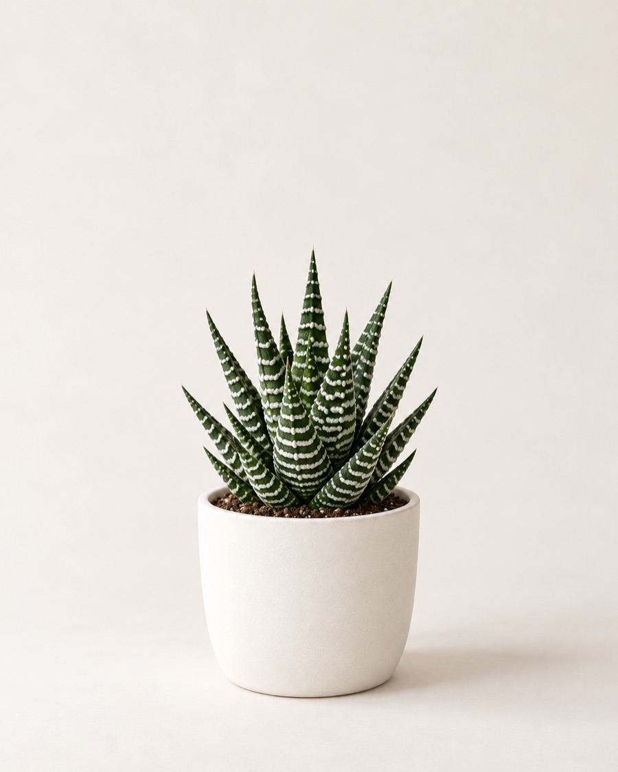 Zebra haworthia in a white ceramic pot
